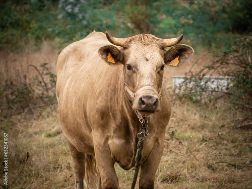 Vaca © Marta