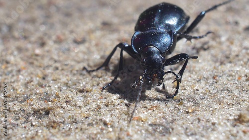 Large Black Beetle Bug Walking on Sand Macro