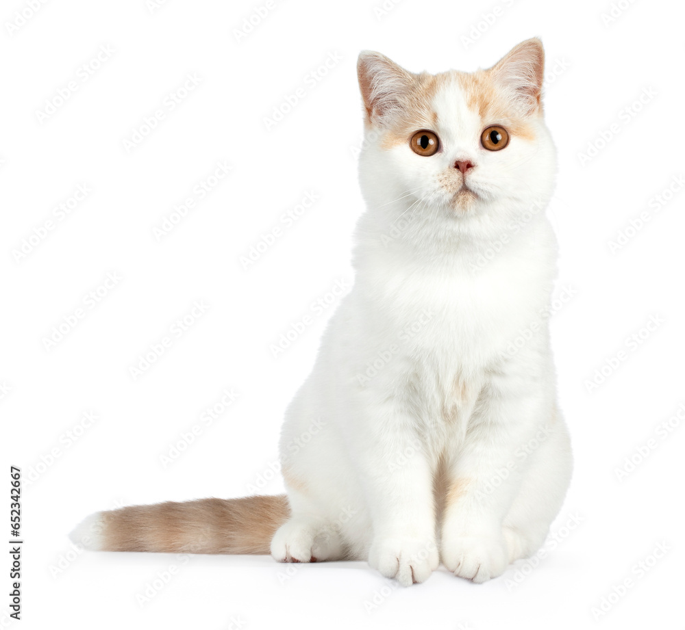Cute fawn cream harlequin british shorthair cat, sitting facing front, looking slightly over camera, isolated on a white background