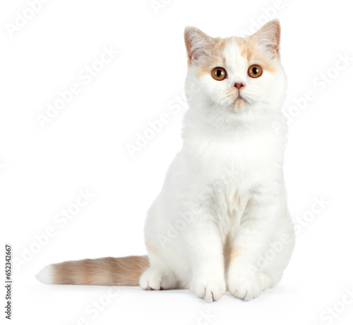 Cute fawn cream harlequin british shorthair cat, sitting facing front, looking slightly over camera, isolated on a white background