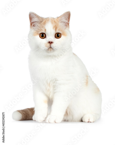 Cute fawn cream harlequin british shorthair cat, sitting side ways, looking ad camera, isolated on a white background