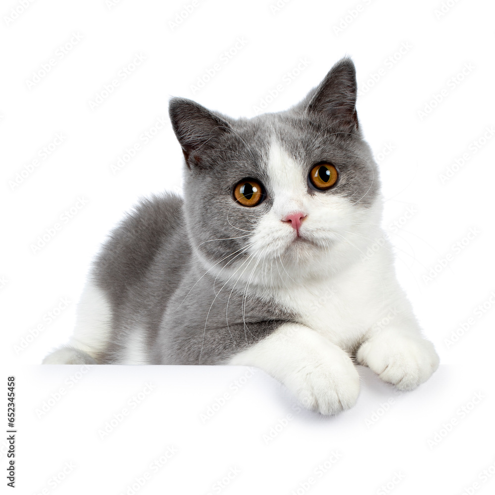 Cute blue bicolor british shorthair cat, laying down side ways with paws hanging over edge, looking towards camera, isolated on a white background