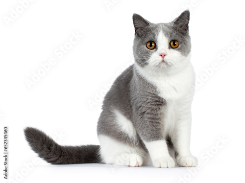 Cute blue bicolor british shorthair cat, sitting side ways, looking towards camera, isolated on a white background