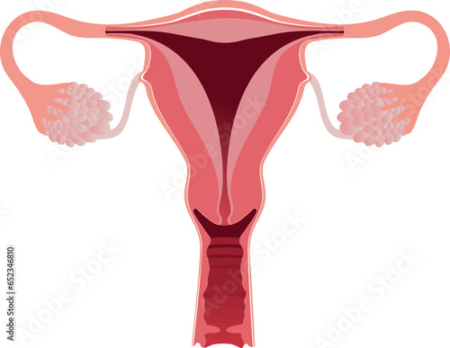 Detailed female reproductive system. uterus, fallopian tubes, ovary, endometrium, vagina