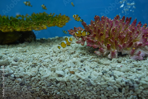 Fototapeta Naklejka Na Ścianę i Meble -  coral reef with fish