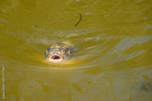 close up of koi carp in the water with mouth open
