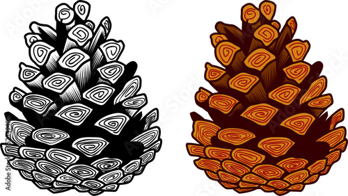 open ripe spruce cone color and monochrome