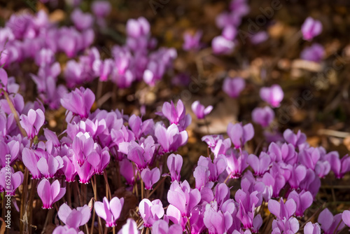 close up of pretty bright pink cyclamen flowers