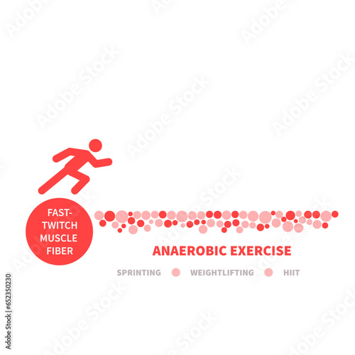 Human skeletal muscle fiber types. Fast twitch muscular tissue structure typical for sprinting, weightlifting, HIIT. Anaerobic exercise white muscle mass. Sport medicine. Vector illustration.