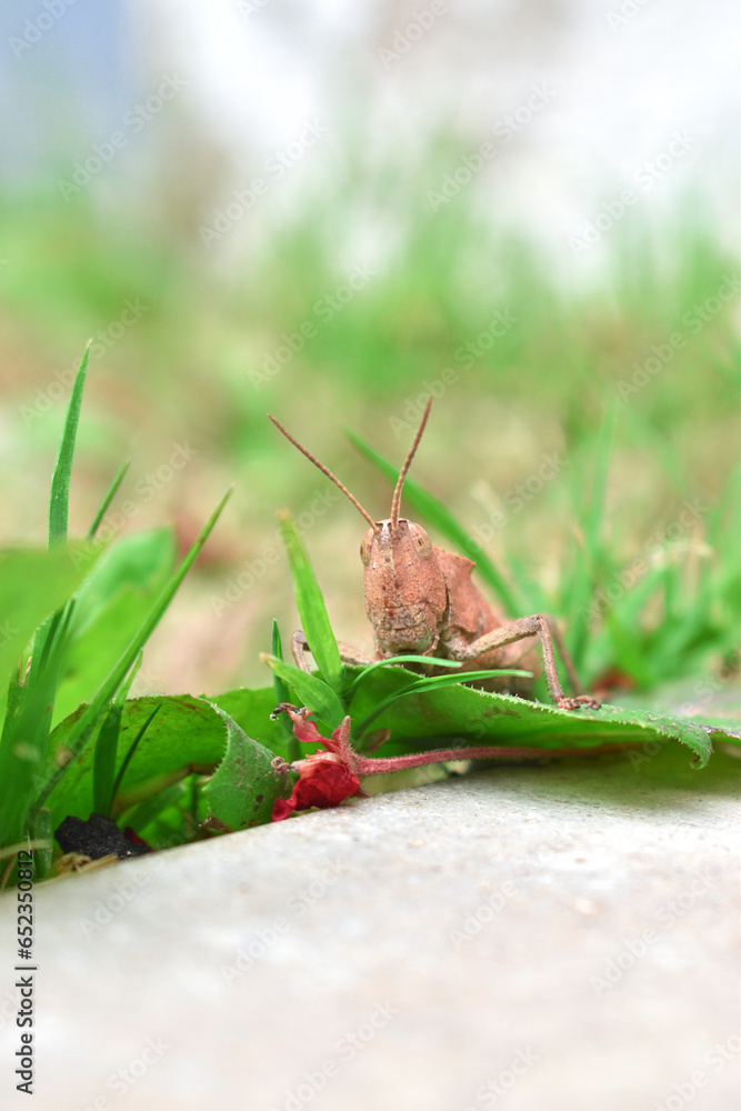 a brown locust insect in our backyard a brown locust insect in our backyard