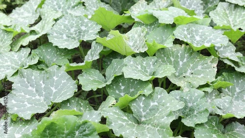 Green pumpkin leaves growing on the vegetable patch.