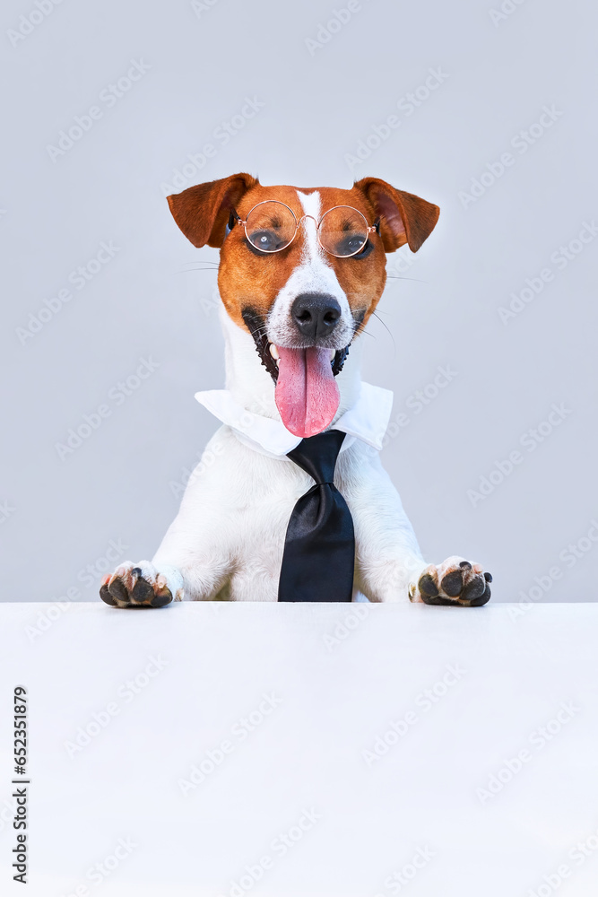 Jack russell terrier dog with tie on white background. Copy space