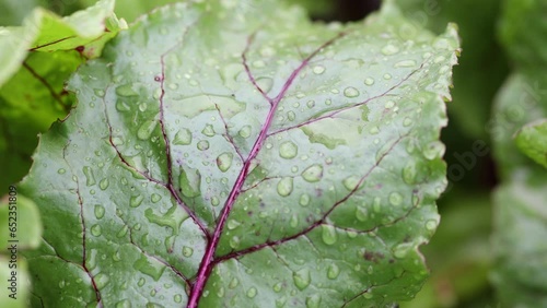 Organic green red young beetroot leaves after the rain growing on garden bed.