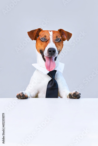 Jack russell terrier dog with tie on white background. Copy space © Inna Vlasova