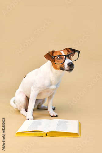 Cute dog jack russell terrier lying with book, reading and studying photo