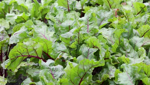 Organic green red young beetroot leaves after the rain growing on garden bed.
