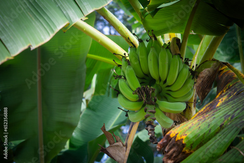 View of banana fruit growth in clusters along a single stalk. photo