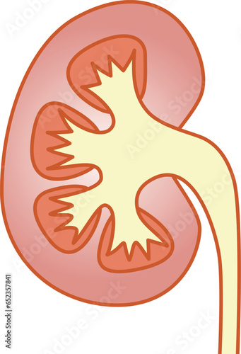 腎臓のイラスト