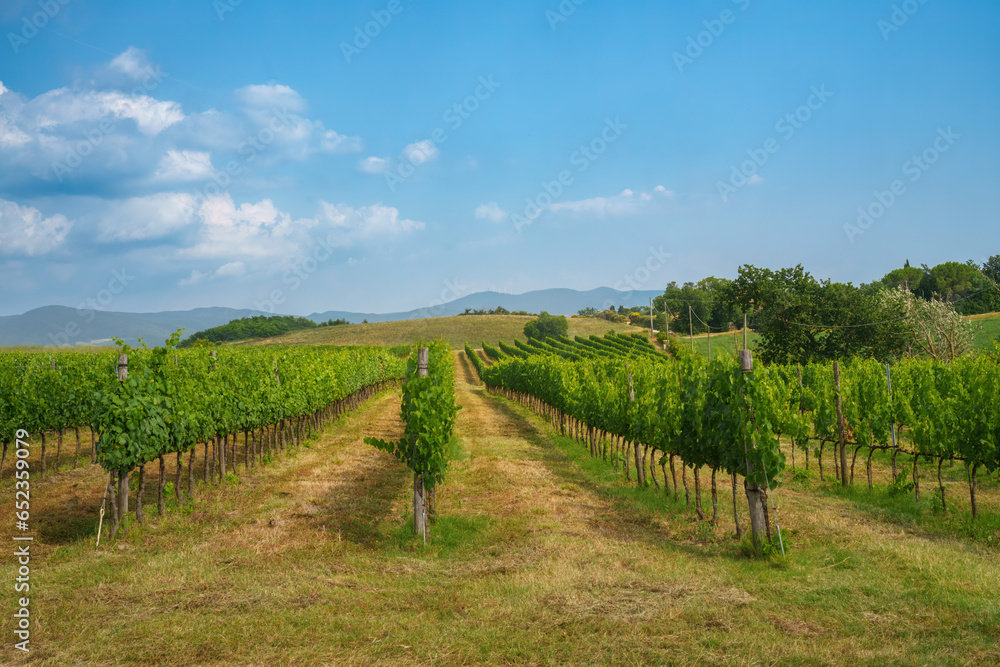 Rural landscape on the hills of Orciano Pisano, Tuscany. Vineyard