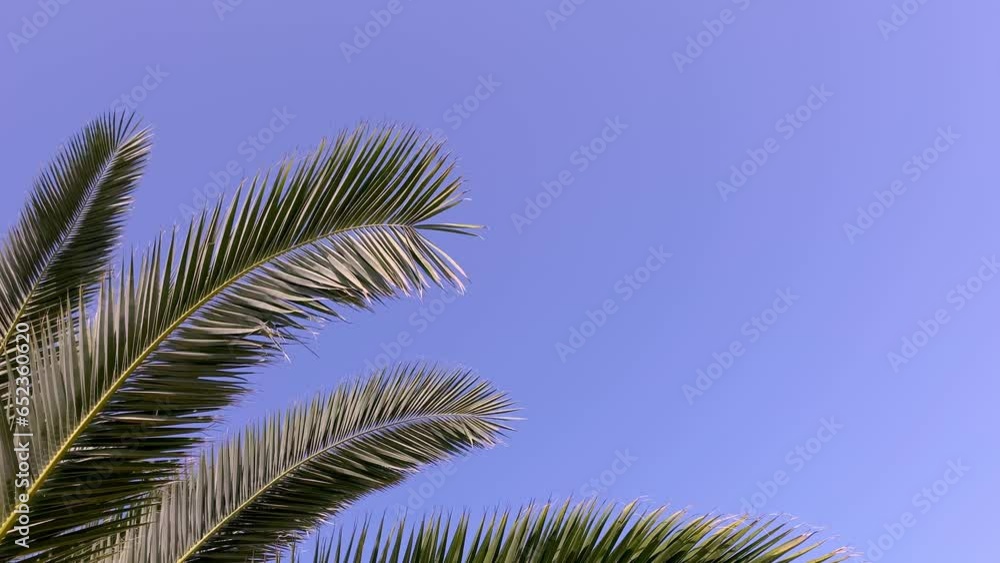 palm tree video background wallpaper palm tree video background wallpaper