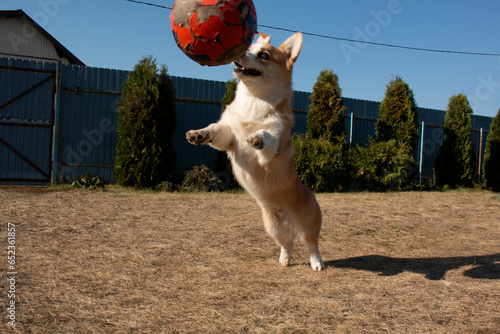 Funny corgi puppy has fun playing with a ball