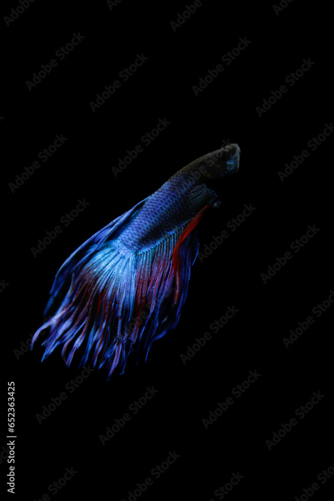 Blue betta fish with red accents isolated on a black background Blue betta fish with red accents isolated on a black background