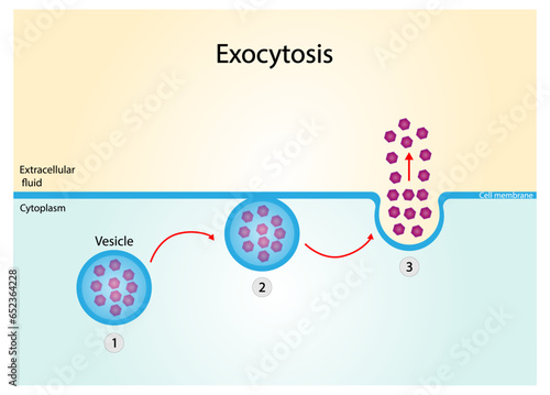 Exocytosis, cell transport, molecules are removed out of the cell. Vesicles are transported to the cellular membrane, fuses with membrane then secreted out of the cell. Vector illustration.