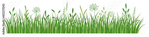 Flowers and grass border, meadow green grass, vector illustration, decoration element