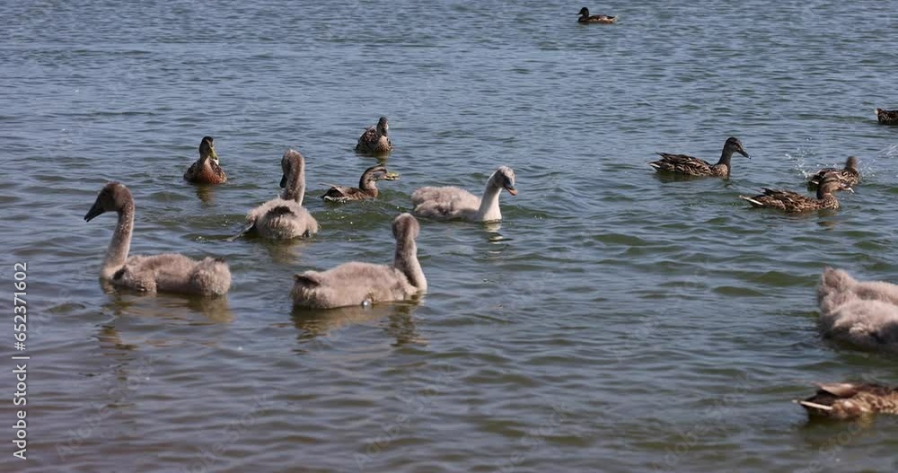 young swans with gray down instead of feathers floating on the lake, the younger generation swans in the summer season