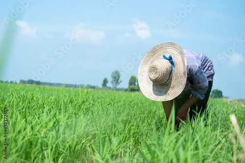 Farmer with rice plants, farming.