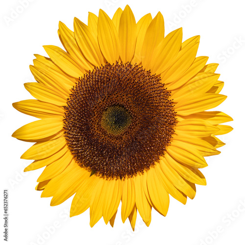 Sunflower with yellow petals and dark middle. Element for your design.