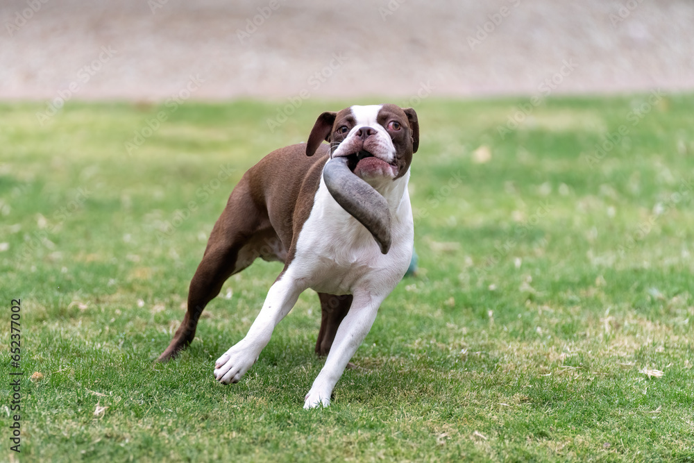 Boston terrier carrying a horn on the grass