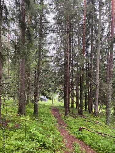 path in the forest