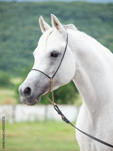 portrait of white beautiful  arabian stallion against mountain background. close up