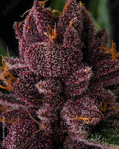 Purple trichomes on this close up of Cannabis photo