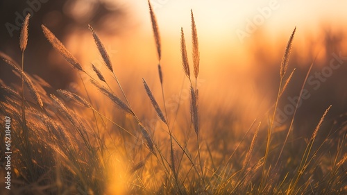 Wild Grasses in Nature s Embrace