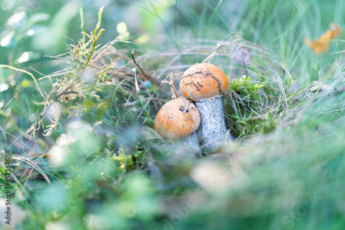 Dwa grzyby ukryte w trawie, koźlaki photo