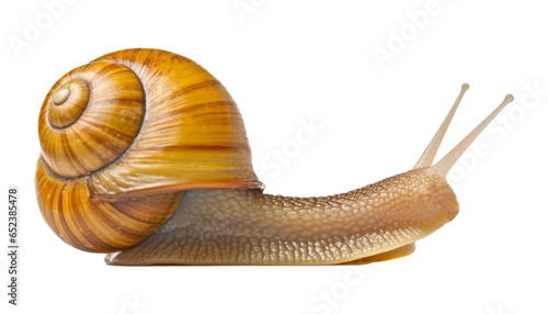 snail isolated on transparent background cutout