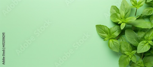Green basil leaves and flow...
