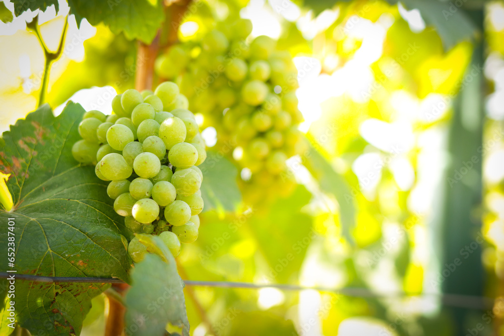 Green grapes for making white wine are on a tree in an agricultural field. Sweet fruit. Agriculture concept. Green grapes for making white wine are on a tree in an agricultural field. Sweet fruit. Agriculture concept.