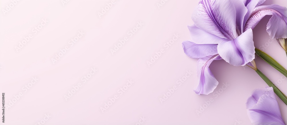 Obraz premium Light lilac iris flower on a isolated pastel background Copy space