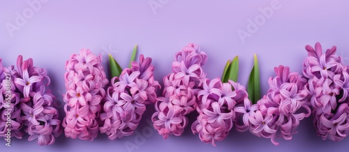 Flowering purple hyacinth isolated pastel background Copy space