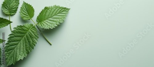 Copy space with isolated green mulberry leaves