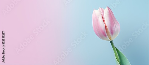 Tulip on isolated pastel background Copy space