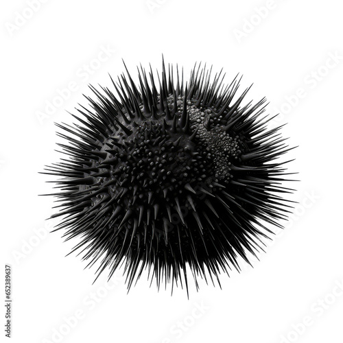 sea urchin isolated on white background photo