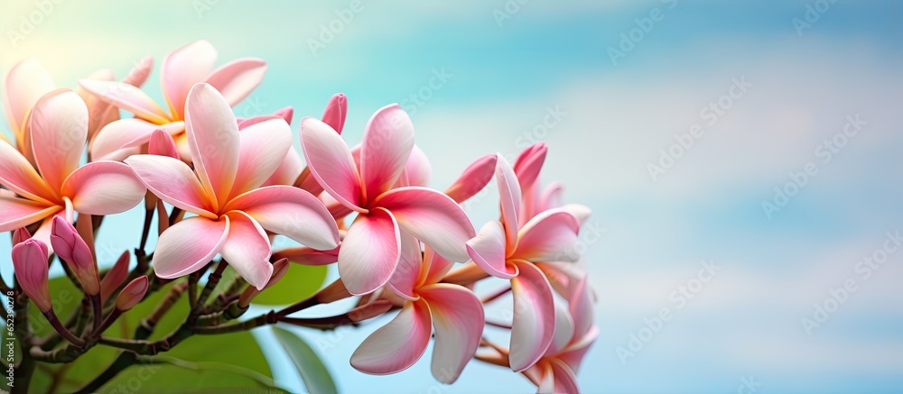 Plumeria in garden close up isolated pastel background Copy space