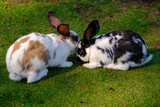 Two young rabbits in different colors are grazing on green grass. Rabbits in the open air. Animals without cages