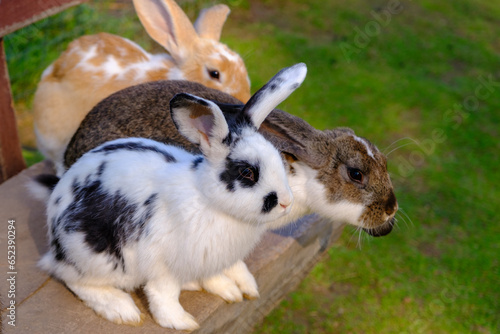 Three rabbits of different colors are sitting on a wooden bench. Animals in the open without cages