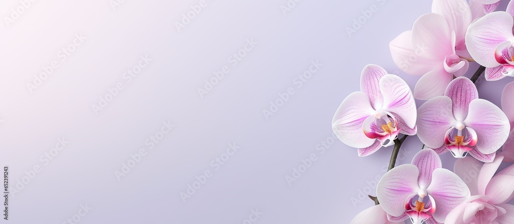 blooming phalaenopsis isolated pastel background Copy space
