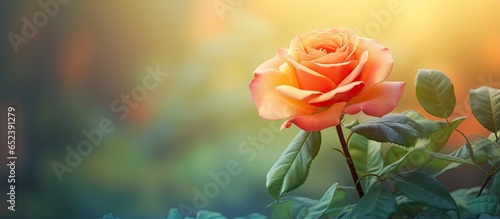 Closeup of an orange rose and green leaf in the park with copy space background isolated pastel background Copy space